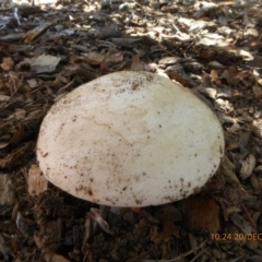 zz agaric (stem; gills white/cream) at Molonglo Valley, ACT - 19 Dec 2018 by AndyRussell