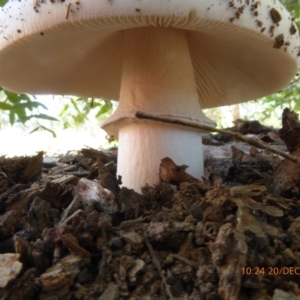 zz agaric (stem; gills white/cream) at Molonglo Valley, ACT - 20 Dec 2018 10:24 AM