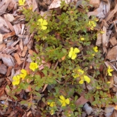 Hibbertia sp. (Guinea Flower) at Molonglo Valley, ACT - 19 Dec 2018 by AndyRussell