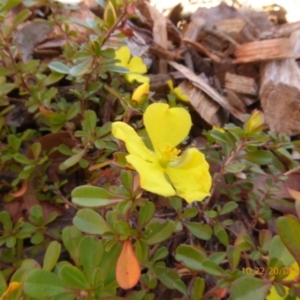 Hibbertia sp. at Molonglo Valley, ACT - 20 Dec 2018