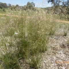 Austrostipa bigeniculata (Kneed Speargrass) at Sth Tablelands Ecosystem Park - 19 Dec 2018 by AndyRussell