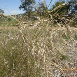 Austrostipa bigeniculata at Molonglo Valley, ACT - 20 Dec 2018