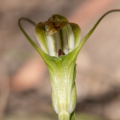 Diplodium decurvum (Summer greenhood) at Booth, ACT - 10 Jan 2019 by SWishart