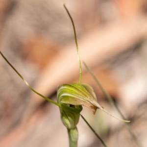 Diplodium decurvum at Booth, ACT - 10 Jan 2019