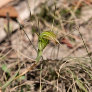 Diplodium decurvum at Booth, ACT - 10 Jan 2019