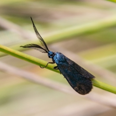 Myrtartona coronias (A Forester moth (Procidinae)) at Namadgi National Park - 10 Jan 2019 by SWishart