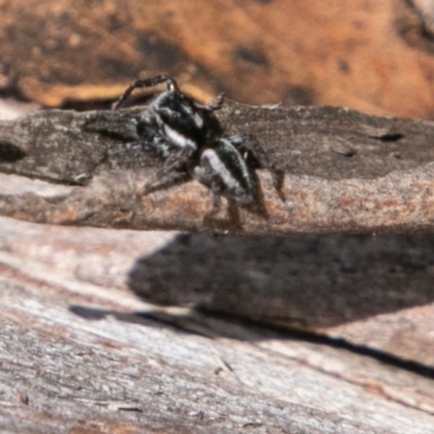 Jotus sp. (genus) (Unidentified Jotus Jumping Spider) at Namadgi National Park - 10 Jan 2019 by SWishart