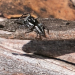 Jotus sp. (genus) (Unidentified Jotus Jumping Spider) at Mount Clear, ACT - 10 Jan 2019 by SWishart