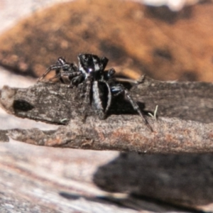 Jotus sp. (genus) at Mount Clear, ACT - 10 Jan 2019 12:56 PM