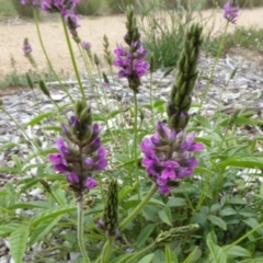 Cullen microcephalum at Molonglo Valley, ACT - 30 Nov 2018