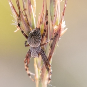 Araneinae (subfamily) at Mount Clear, ACT - 10 Jan 2019