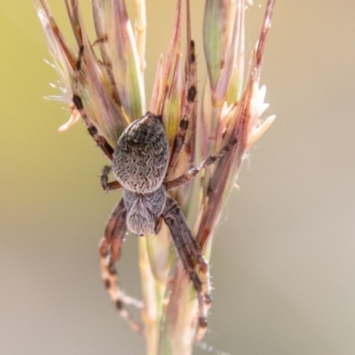 Araneinae (subfamily) (Orb weaver) at Mount Clear, ACT - 10 Jan 2019 by SWishart