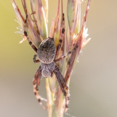 Araneinae (subfamily) (Orb weaver) at Namadgi National Park - 10 Jan 2019 by SWishart