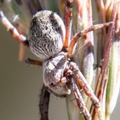 Araneinae (subfamily) at Mount Clear, ACT - 10 Jan 2019 11:07 AM