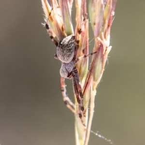 Araneinae (subfamily) at Mount Clear, ACT - 10 Jan 2019 11:07 AM