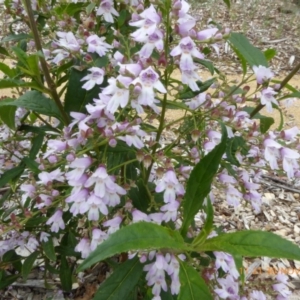 Prostanthera lasianthos at Molonglo Valley, ACT - 30 Nov 2018 11:20 AM