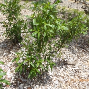 Prostanthera lasianthos at Molonglo Valley, ACT - 30 Nov 2018