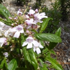 Prostanthera lasianthos at Molonglo Valley, ACT - 30 Nov 2018