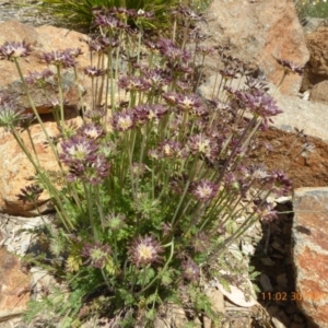 Oreomyrrhis sp. at Molonglo Valley, ACT - 30 Nov 2018