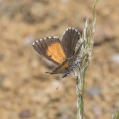 Lucia limbaria (Chequered Copper) at Dunlop, ACT - 6 Jan 2019 by AlisonMilton