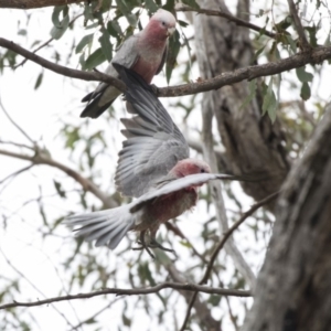 Eolophus roseicapilla at Dunlop, ACT - 10 Jan 2019 09:11 AM