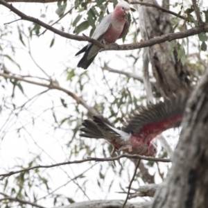 Eolophus roseicapilla at Dunlop, ACT - 10 Jan 2019 09:11 AM