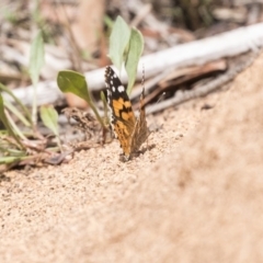 Vanessa kershawi (Australian Painted Lady) at Dunlop, ACT - 9 Jan 2019 by Alison Milton