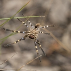 Neosparassus calligaster (Beautiful Badge Huntsman) at Dunlop, ACT - 10 Jan 2019 by Alison Milton