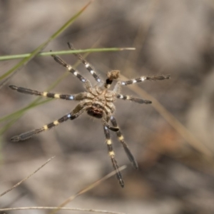 Neosparassus calligaster at Dunlop, ACT - 10 Jan 2019