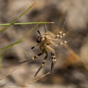 Neosparassus calligaster at Dunlop, ACT - 10 Jan 2019