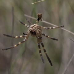 Neosparassus calligaster at Dunlop, ACT - 10 Jan 2019 11:29 AM