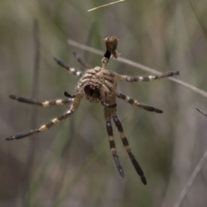 Neosparassus calligaster at Dunlop, ACT - 10 Jan 2019