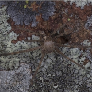 Neosparassus calligaster at Dunlop, ACT - 10 Jan 2019 11:29 AM