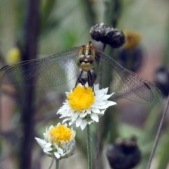 Diplacodes bipunctata (Wandering Percher) at ANBG - 10 Jan 2019 by RodDeb