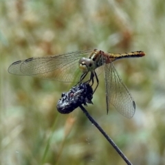 Diplacodes bipunctata at Acton, ACT - 10 Jan 2019