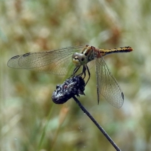 Diplacodes bipunctata at Acton, ACT - 10 Jan 2019