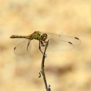 Diplacodes bipunctata at Acton, ACT - 10 Jan 2019 11:38 AM