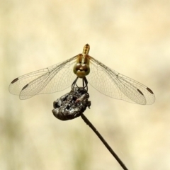 Diplacodes bipunctata at Acton, ACT - 10 Jan 2019 11:38 AM