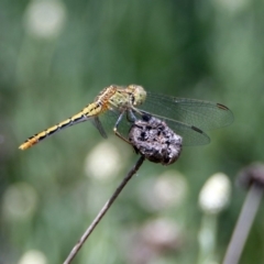 Diplacodes bipunctata at Acton, ACT - 10 Jan 2019 11:38 AM