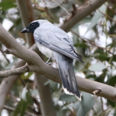 Coracina novaehollandiae (Black-faced Cuckooshrike) at Acton, ACT - 10 Jan 2019 by RodDeb