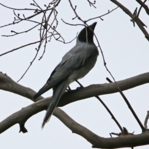 Coracina novaehollandiae at Acton, ACT - 10 Jan 2019