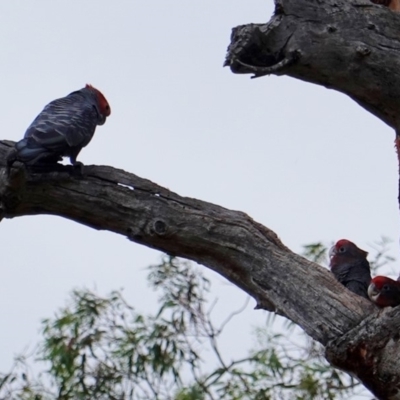 Callocephalon fimbriatum (Gang-gang Cockatoo) at GG194 - 10 Jan 2019 by JackyF