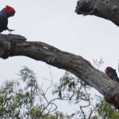 Callocephalon fimbriatum at Hughes, ACT - 10 Jan 2019