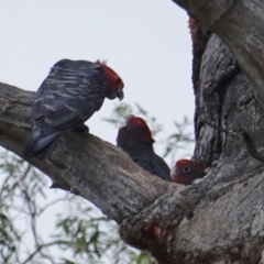 Callocephalon fimbriatum at Hughes, ACT - 10 Jan 2019