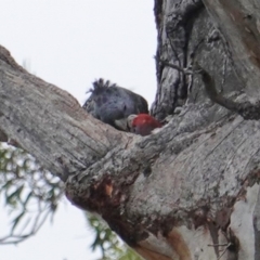 Callocephalon fimbriatum at Hughes, ACT - 10 Jan 2019