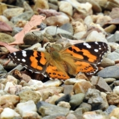 Vanessa kershawi (Australian Painted Lady) at Acton, ACT - 10 Jan 2019 by RodDeb