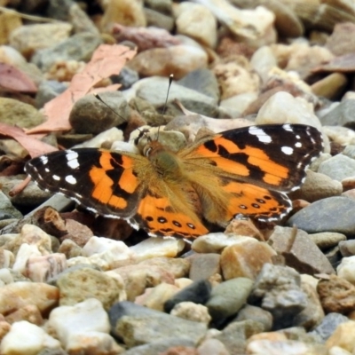 Vanessa kershawi (Australian Painted Lady) at Acton, ACT - 10 Jan 2019 by RodDeb