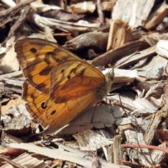 Heteronympha merope (Common Brown Butterfly) at Acton, ACT - 10 Jan 2019 by RodDeb