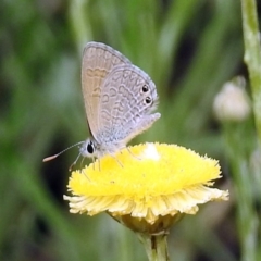 Nacaduba biocellata (Two-spotted Line-Blue) at Acton, ACT - 10 Jan 2019 by RodDeb