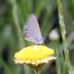 Nacaduba biocellata at Acton, ACT - 10 Jan 2019